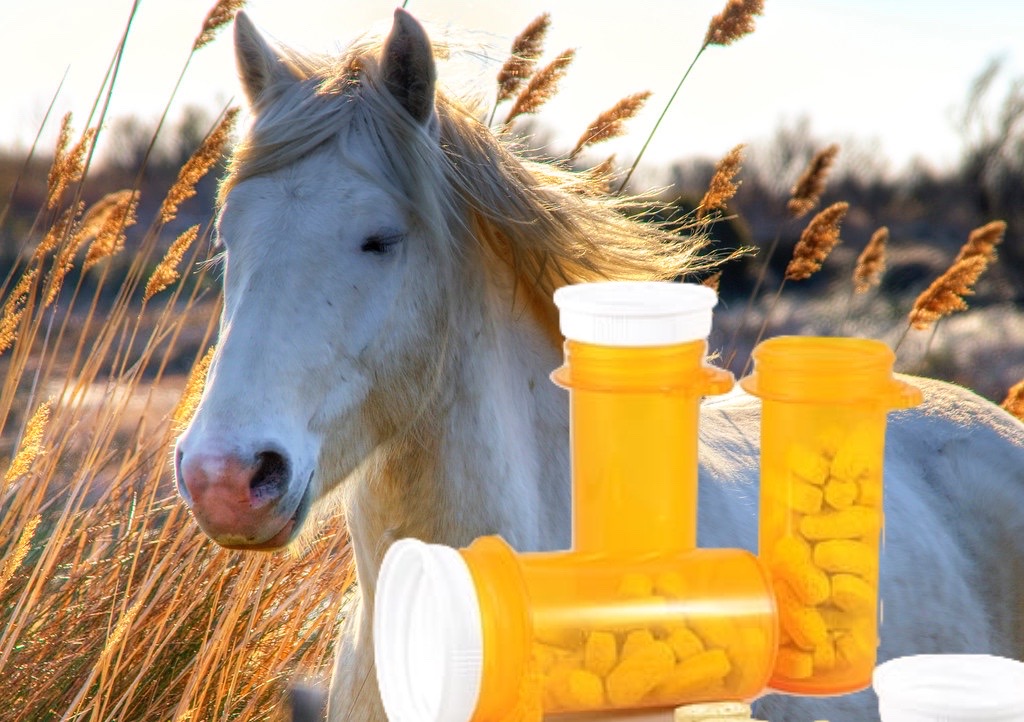 Horse Adderall “Way Better” than Person Adderall, says Columbia First-Year